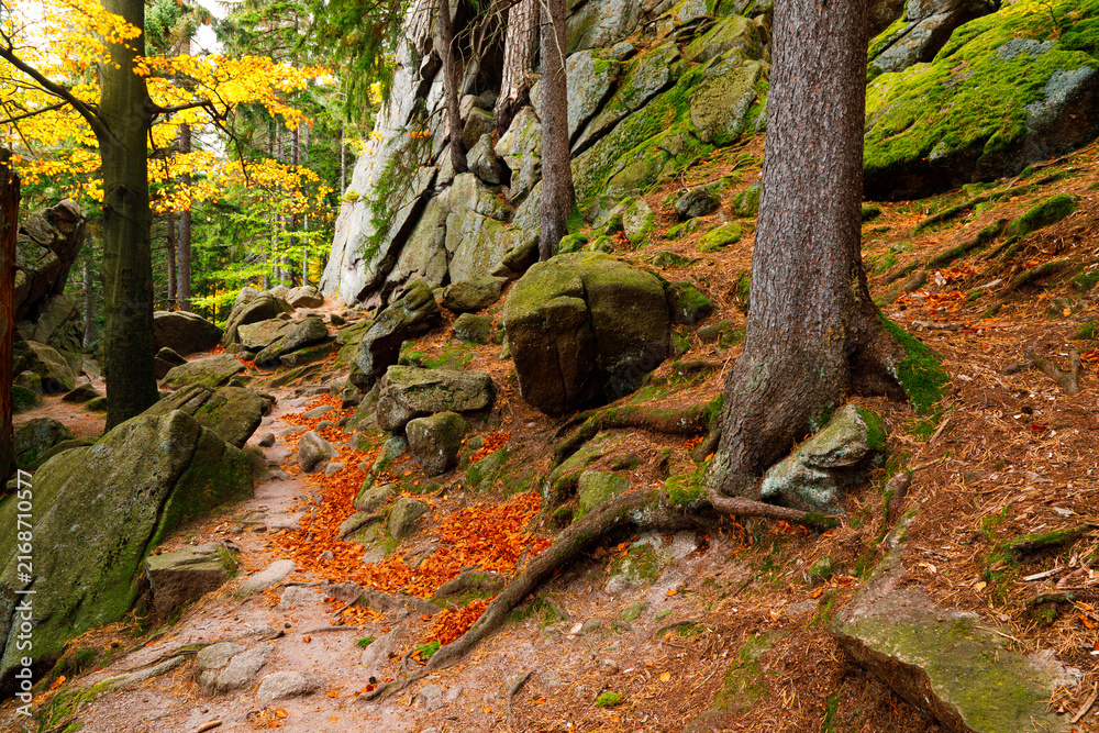 Fototapeta premium Trail. Autumn landscape with hiking trail in the mountain forest of the Karkonosze National Park in Poland, Europe