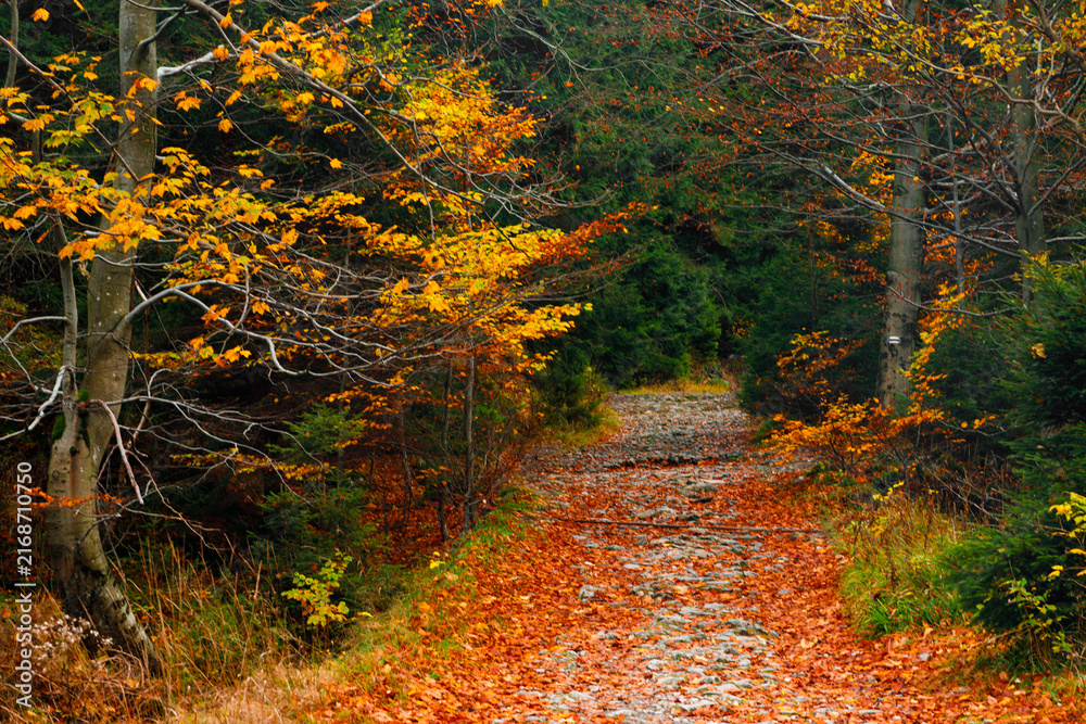 Fototapeta premium Trail. Autumn landscape with hiking trail in the mountain forest of the Karkonosze National Park in Poland, Europe