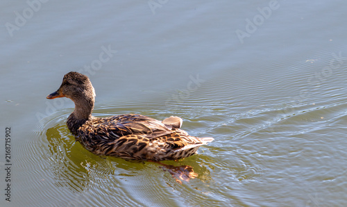 Mallard duck swimming in a lake