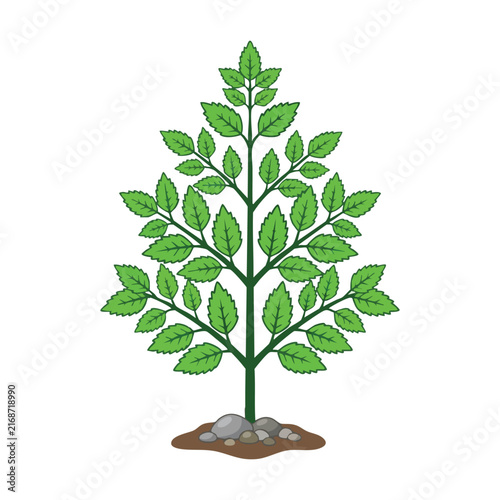 Small Tree with Green Leaves Illustration