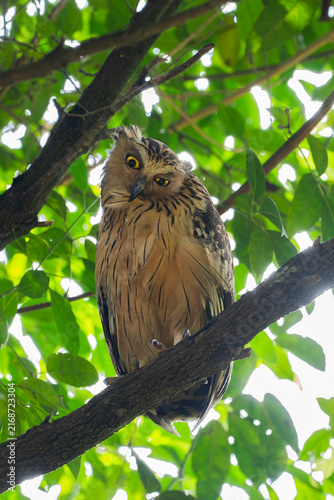 Buffy Fish Owl - Ketupa ketupu, large beautiful fish owl from Southeast Asian tropical forests and freshwater wetlands, Kinabatangan river, Borneo, Malaysia.