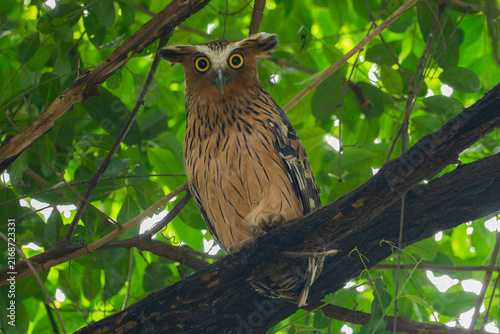 Buffy Fish Owl - Ketupa ketupu, large beautiful fish owl from Southeast Asian tropical forests and freshwater wetlands, Kinabatangan river, Borneo, Malaysia.