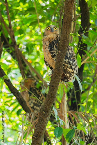 Buffy Fish Owl - Ketupa ketupu, large beautiful fish owl from Southeast Asian tropical forests and freshwater wetlands, Kinabatangan river, Borneo, Malaysia.