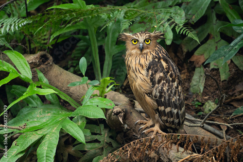 Buffy Fish Owl - Ketupa ketupu, large beautiful fish owl from Southeast Asian tropical forests and freshwater wetlands, Kinabatangan river, Borneo, Malaysia.