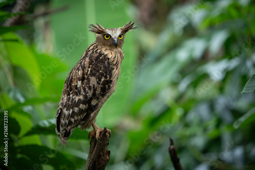 Buffy Fish Owl - Ketupa ketupu, large beautiful fish owl from Southeast Asian tropical forests and freshwater wetlands, Kinabatangan river, Borneo, Malaysia.