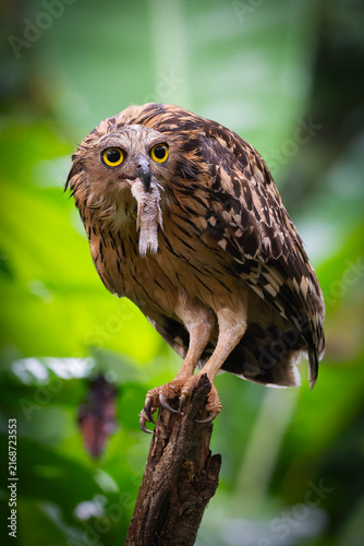 Buffy Fish Owl - Ketupa ketupu, large beautiful fish owl from Southeast Asian tropical forests and freshwater wetlands, Kinabatangan river, Borneo, Malaysia.