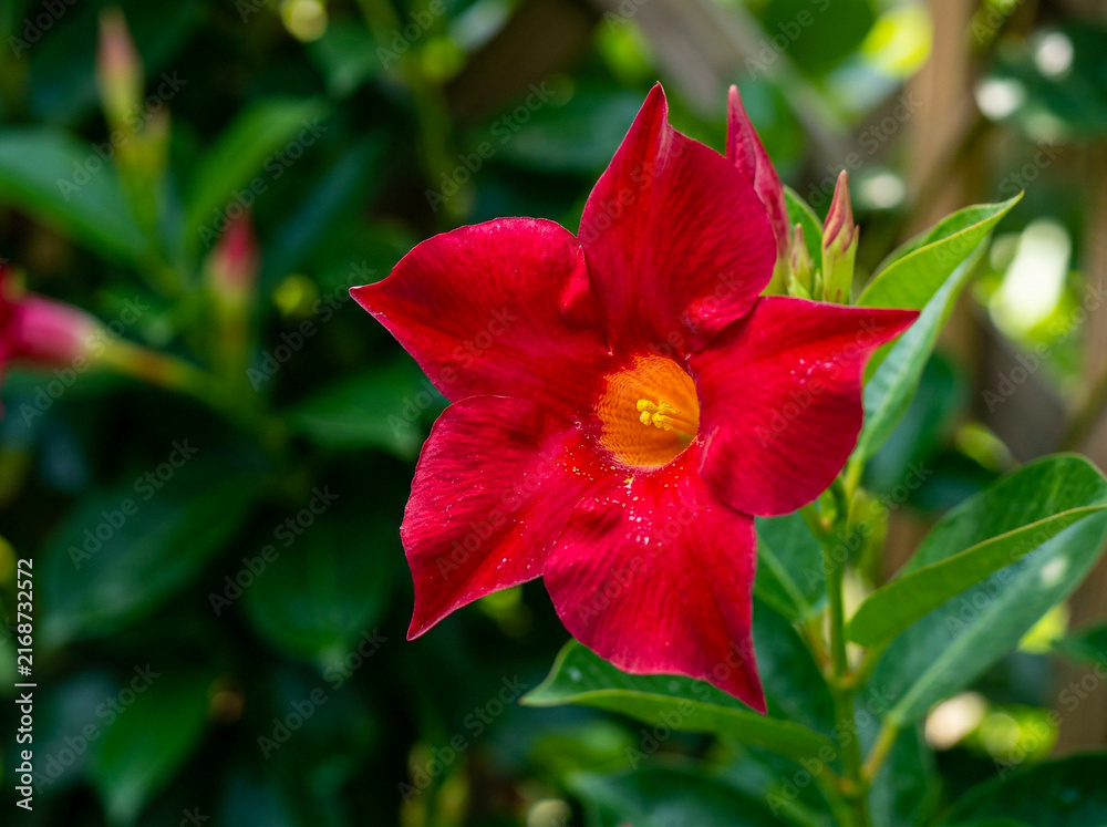 Obraz premium Mandevilla flower blooming in a lush garden featuring vibrant red petals with a bright yellow center and green foliage background