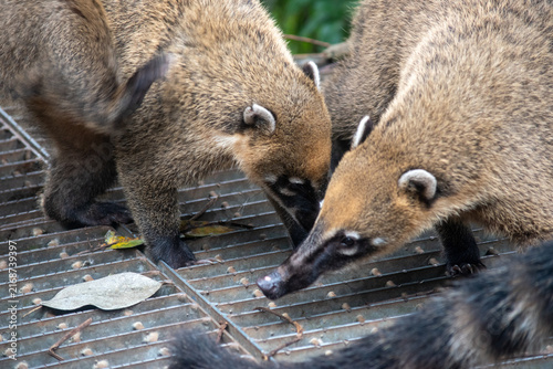 Photography South American coati walking on a metal mesh platform