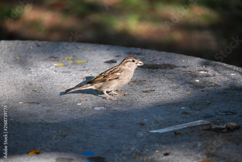 A small, wild house sparrow bird with brown feathers foraging for food on a textured concrete ground during a sunny day. Natural daylight illuminates the bird in an outdoor setting.
