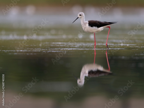 Black-winged stilt, Himantopus himantopus