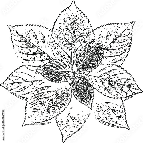 Hand drawn botanical plant leaves sketch