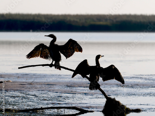 Great cormorant, Phalacrocorax carbo