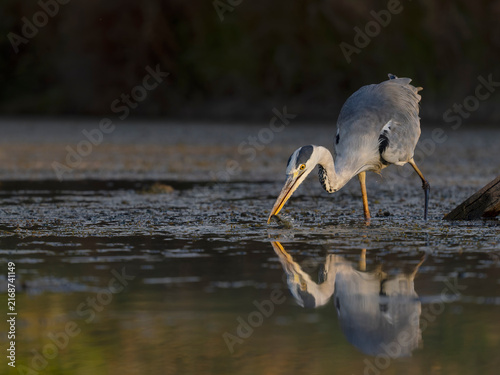 Obraz na płótnie Grey heron, Ardea cinerea