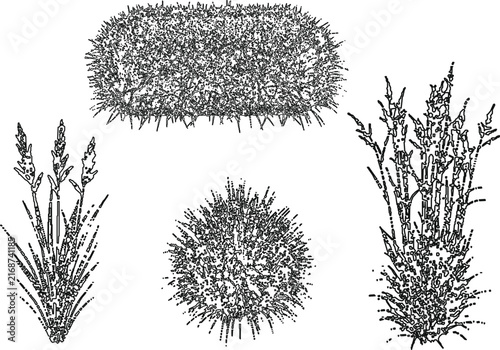 Hand Drawn Botanical Plant Sketches Set
