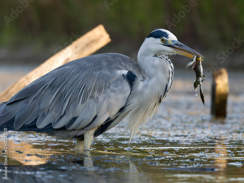 Obraz na plátně Grey heron, Ardea cinerea