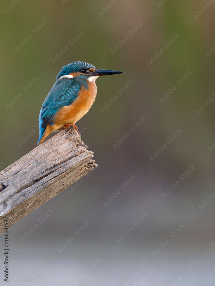 Fototapeta premium Kingfisher, Alcedo atthis