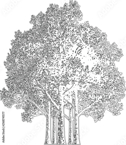 Lush Deciduous Tree Line Art