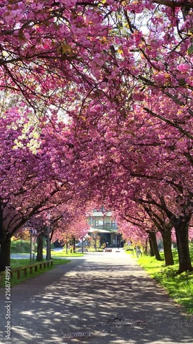 Cherry blossom path in park with trees blooming during spring in Japan