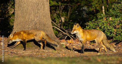 Canvastavla A pair of red foxes in Central New Jersey, USA.