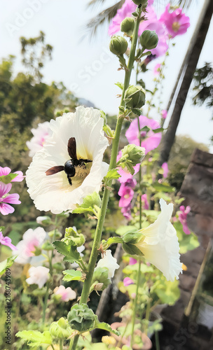 Saltburn by the Sea, white hollyhock flowers blooming on a tall stem in a summer garden with a bumblebee