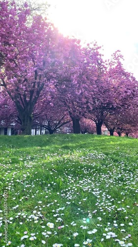 Cherry blossom trees and daisies in a park on a sunny day
