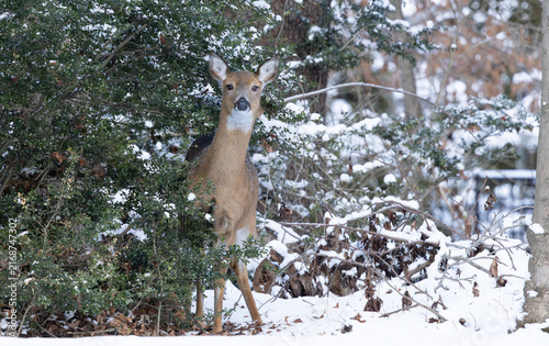 Konstfotografi White-tailed deer doe in the winter forest
