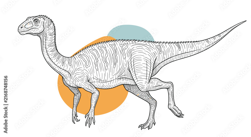 Fototapeta premium Detailed line drawing of a theropod dinosaur in motion is overlaid on abstract orange and blue circles for a contemporary graphic look.