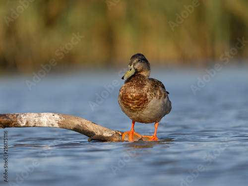 Foto Mallard, Anas platyrhynchos