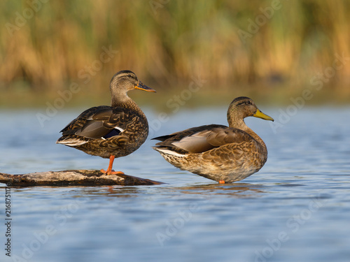 Fotografie Mallard, Anas platyrhynchos