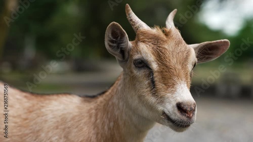 close-up portrait of a goat