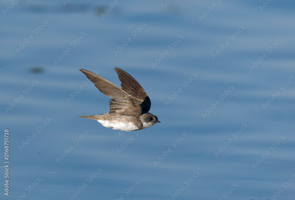 Obraz premium Sand martin, Riparia riparia