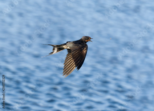 Fototapeta Swallow, Hirundo rustica