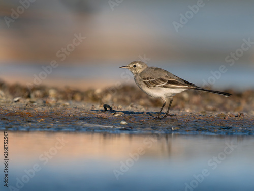 Принти на полотні White wagtail, Motacilla alba