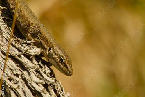 Photography Lizard resting on the rough bark of a grapevine, with its head extending downwar