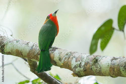 A close-up image of Red-bearded Bee-eater (Nyctyornis amictus) standing on a branch