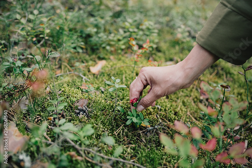 Person picking fresh wild red berries by hand from low plants growing on a mossy forest floor during seasonal foraging and wild food gathering in nature