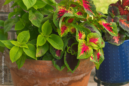 Coleus Plants with Colorful Leaves in Clay Pot