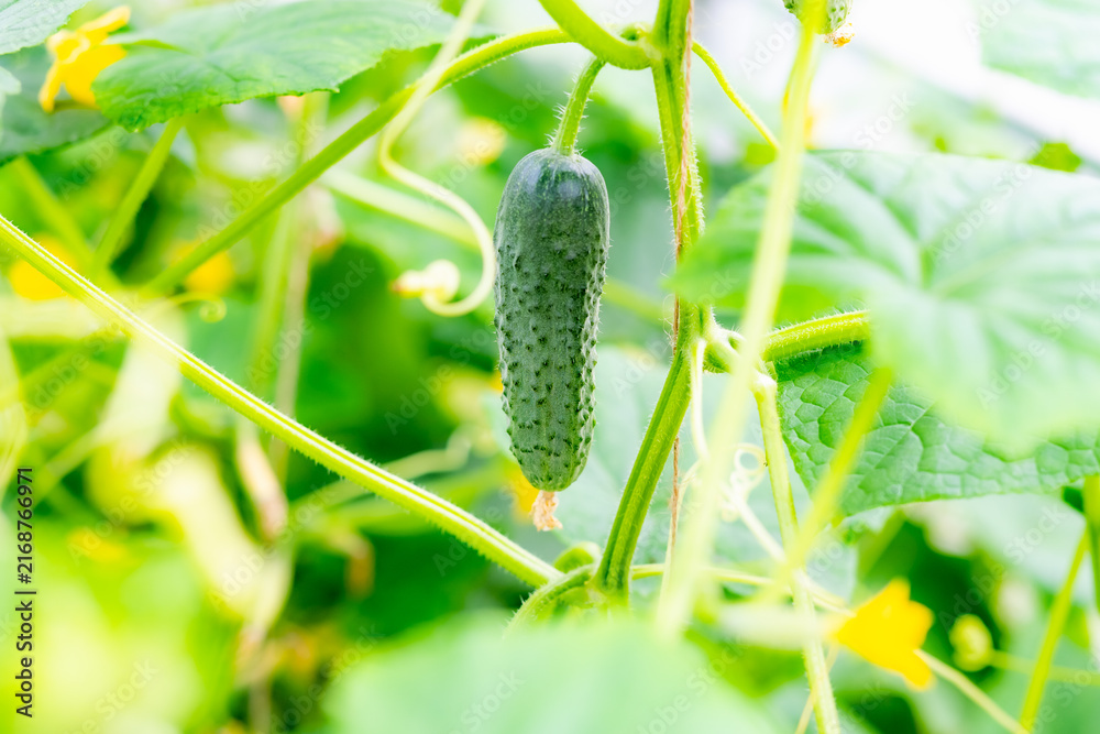 Fototapeta premium Healthy Cucumber Plants Blooming in Greenhouse