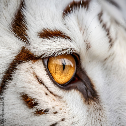 tiger eye and fur macro close-up