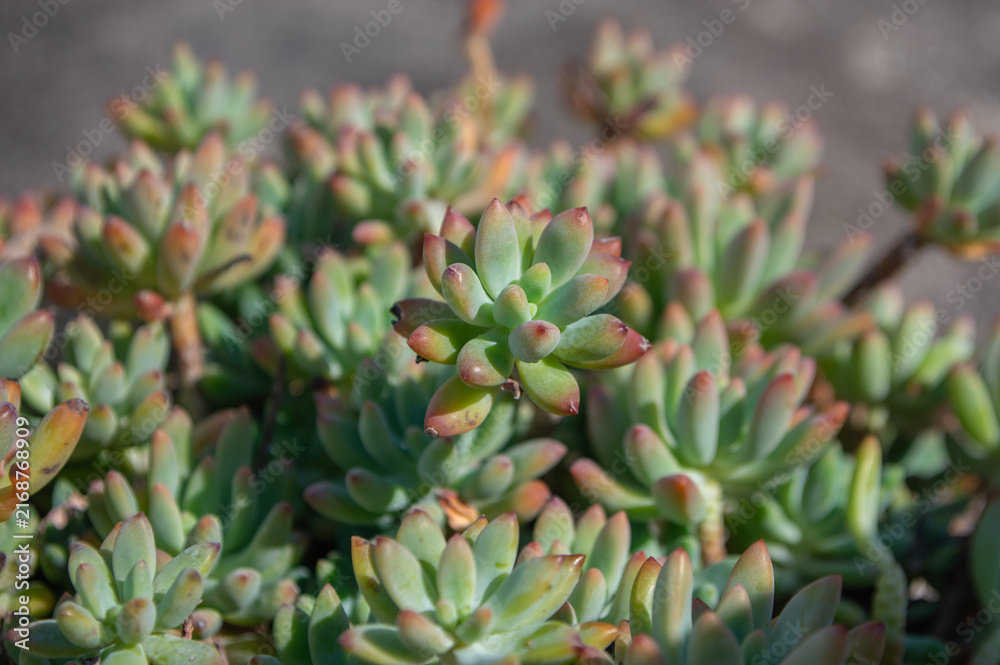 Fototapeta premium Sedum pachyphyllum succulent growing in sunlight with fleshy green leaves