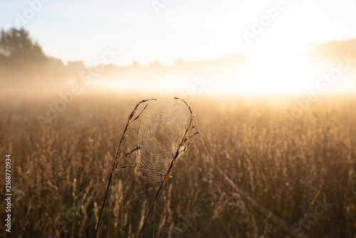 Morgennebel in der Wiese