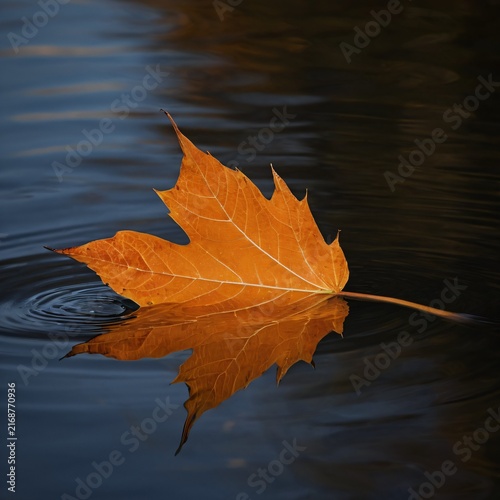 autumn leaves on water