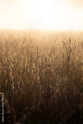 Morgennebel in der Wiese