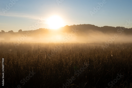 Morgennebel in der Wiese