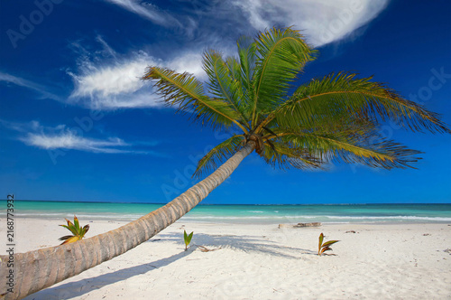Sunny Mexican Beach Paradise with Palm Trees and Crystal Clear Water