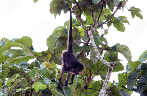 Canvas Print The white-bellied spider monkey (Ateles belzebuth), also known as the white-fronted or long-haired spider monkey, is an endangered species of spider monkey, a type of New World monkey