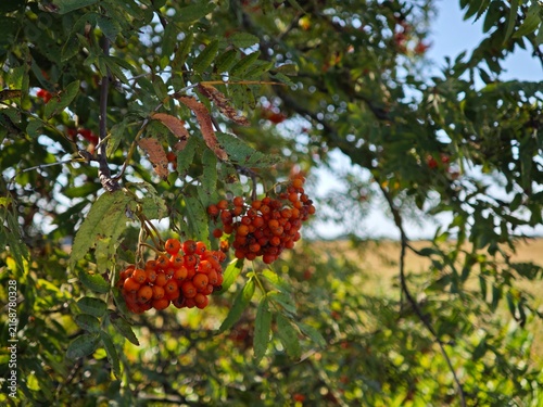 Foto Detailed close up of red rowan berry cluster on tree branch horizontal