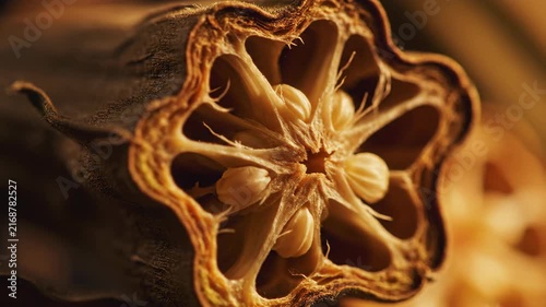 Macro shot of dried star shaped okra pod under moving warm directional light