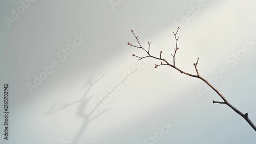 Slow breeze moving single branch, clean minimal aesthetic