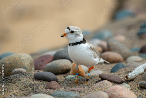 Obraz na płótnie Great Lakes piping plover on pebble beach
